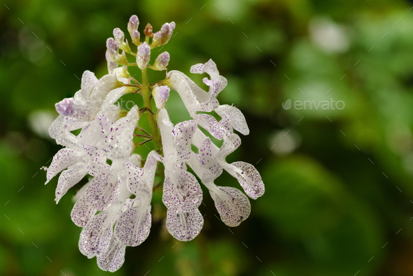 close-up of a flower of the money plant, Plectranthus verticillatus, - Stock Photo - Images