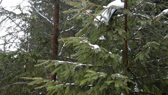 Pine Forest In Winter 03