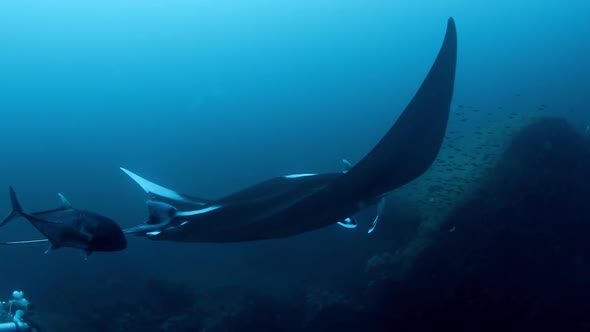 Close up view of a giant manta ray under the sea