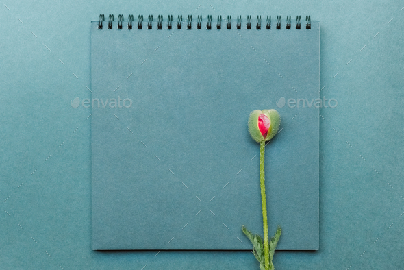Notepad for notes and bud of a poppy flower similar to a female organ vagina, image mockup