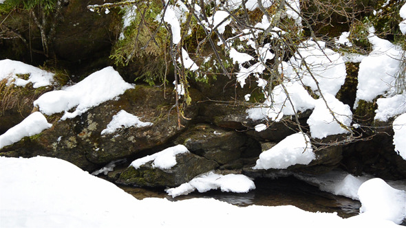 Snowy River In Forest 1