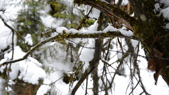 Snowy Tree Branches 1