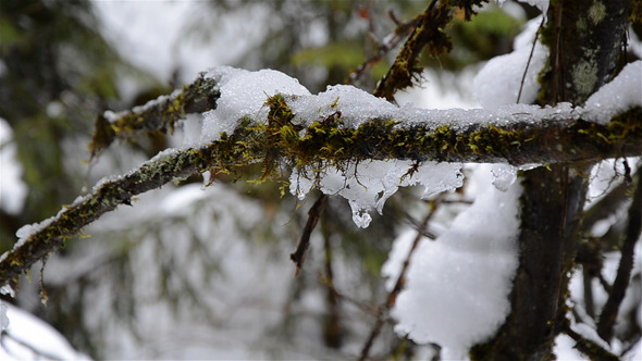 Snowy Tree Branches 2