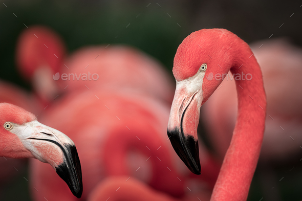 Two pink flamingos standing side by side with their heads facing each other