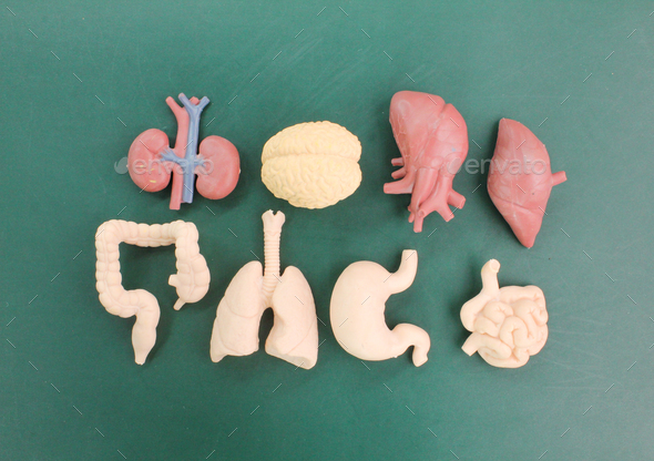 group of human organs. The vital organs in the human body are the brain, heart, lungs, kidneys