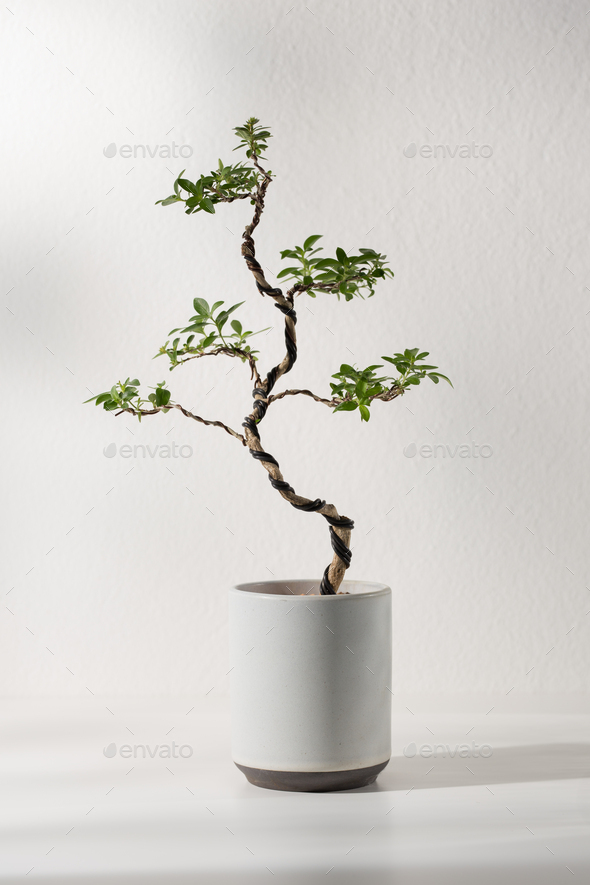 Serissa foetida bonsai - Stock Photo - Images