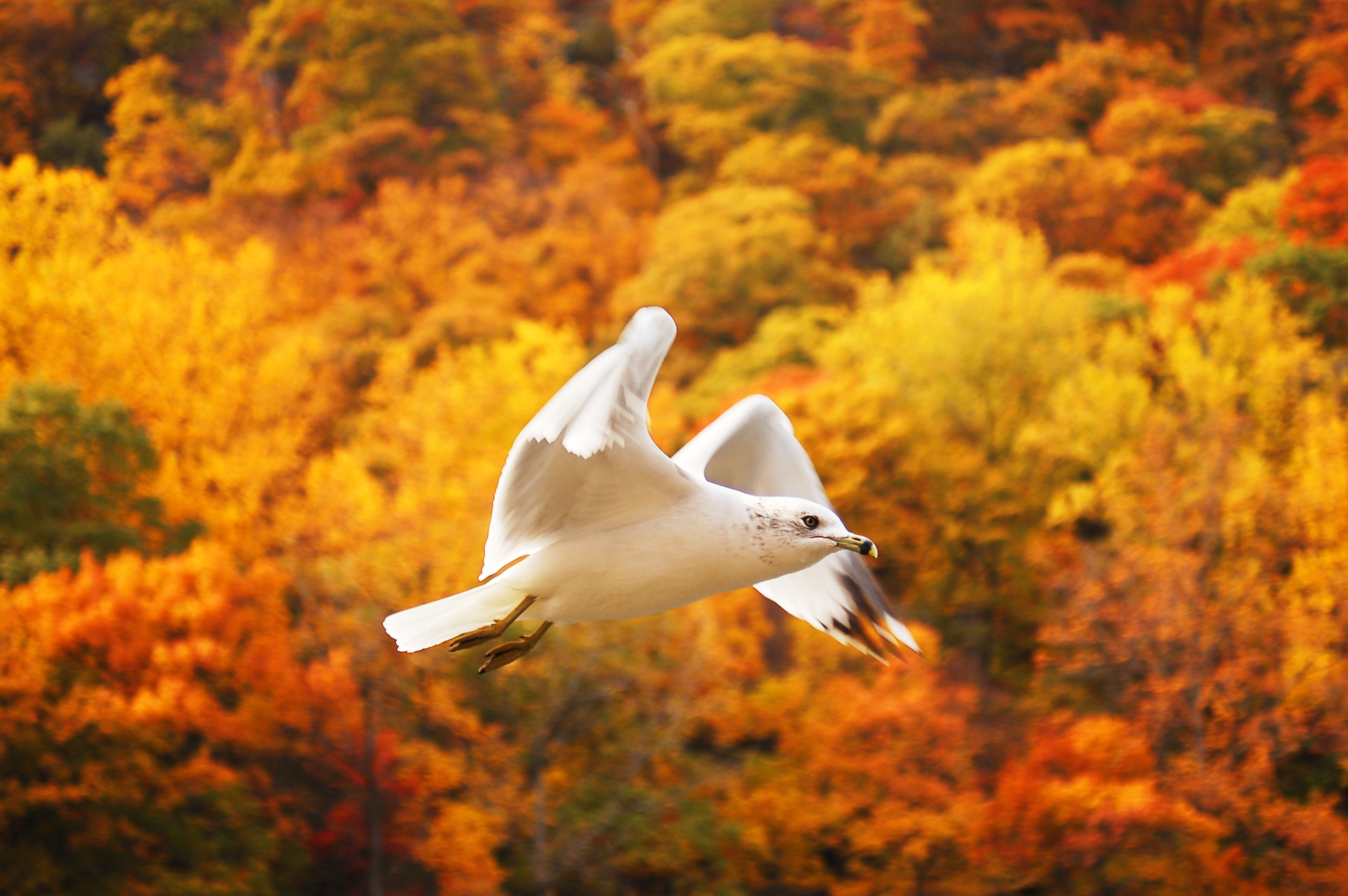 Flying Gull