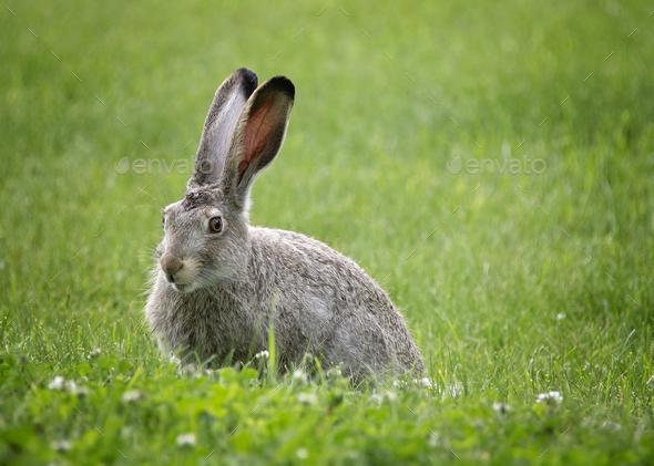 A wild, white-tailed jack rabbit.