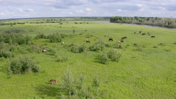 A Herd of Horses Graze in a Green Meadow Along the River