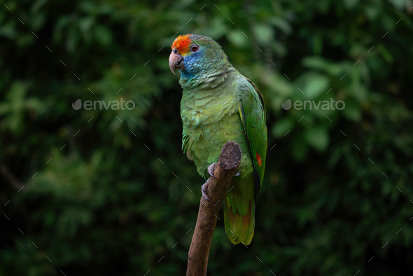 Red-browed Amazon Parrot (Amazona rhodocorytha) - Stock Photo - Images