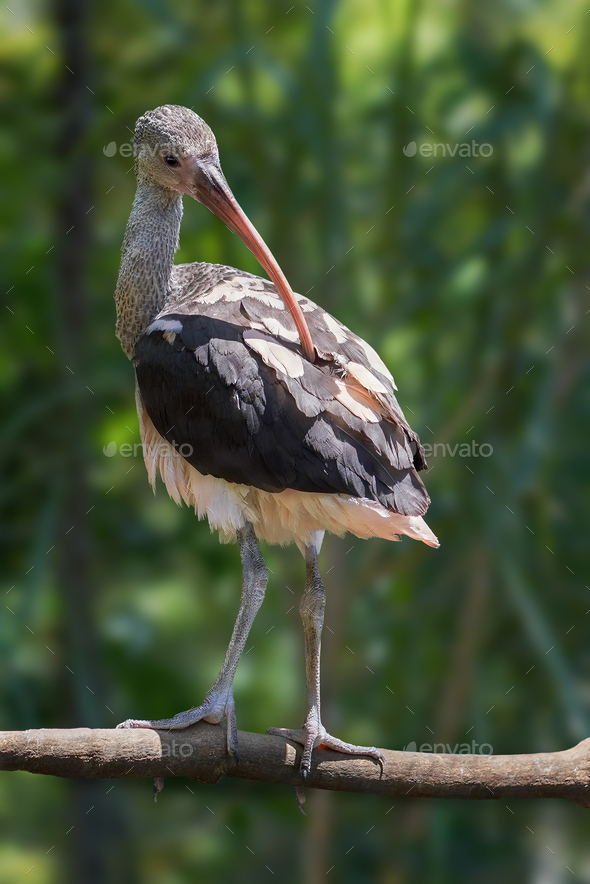Young Scarlet Ibis (Eudocimus ruber) - Stock Photo - Images