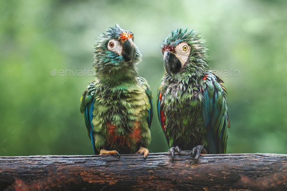 Soaking Wet Chestnut-fronted macaw (Ara severus) and Blue-winged macaw (Primolius maracana) - Stock Photo - Images