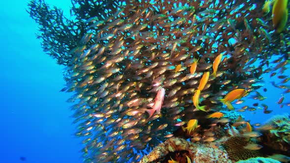 Underwater Sea Tropical Life Glassfish alt