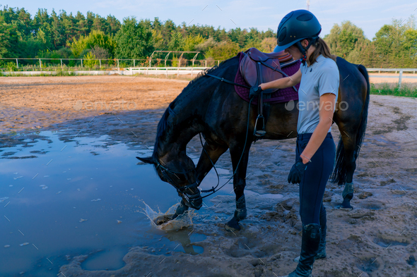 A helmeted rider leads her beautiful black horse by the harness in the riding arena horseback ride
