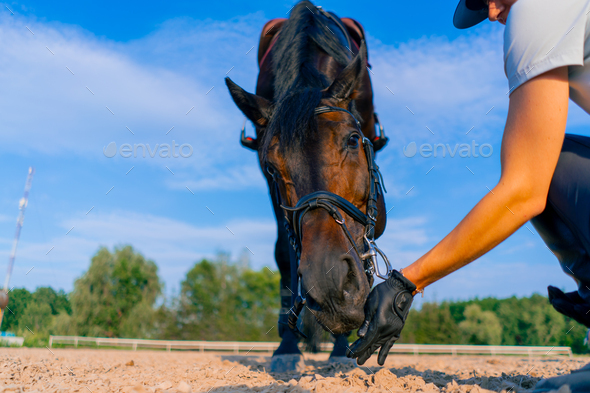 A helmeted rider feeds her beautiful black horse from her hand in equestrian arena horseback ride