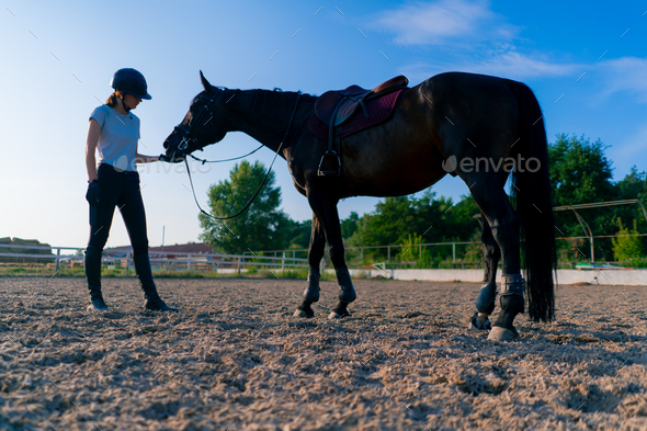 A helmeted rider feeds her beautiful black horse from her hand in equestrian arena horseback ride