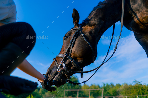 A helmeted rider feeds her beautiful black horse from her hand in the equestrian arena