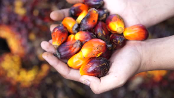 Oil Palm Fruits alt