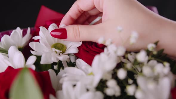 Woman's Hand Touching Daisy alt