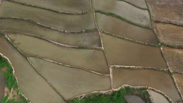 Aerial drone view of agriculture in rice on a beautiful field filled with water alt