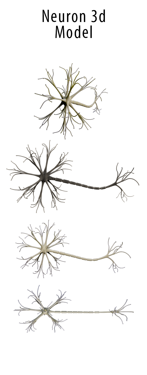 Neuron 3d Model