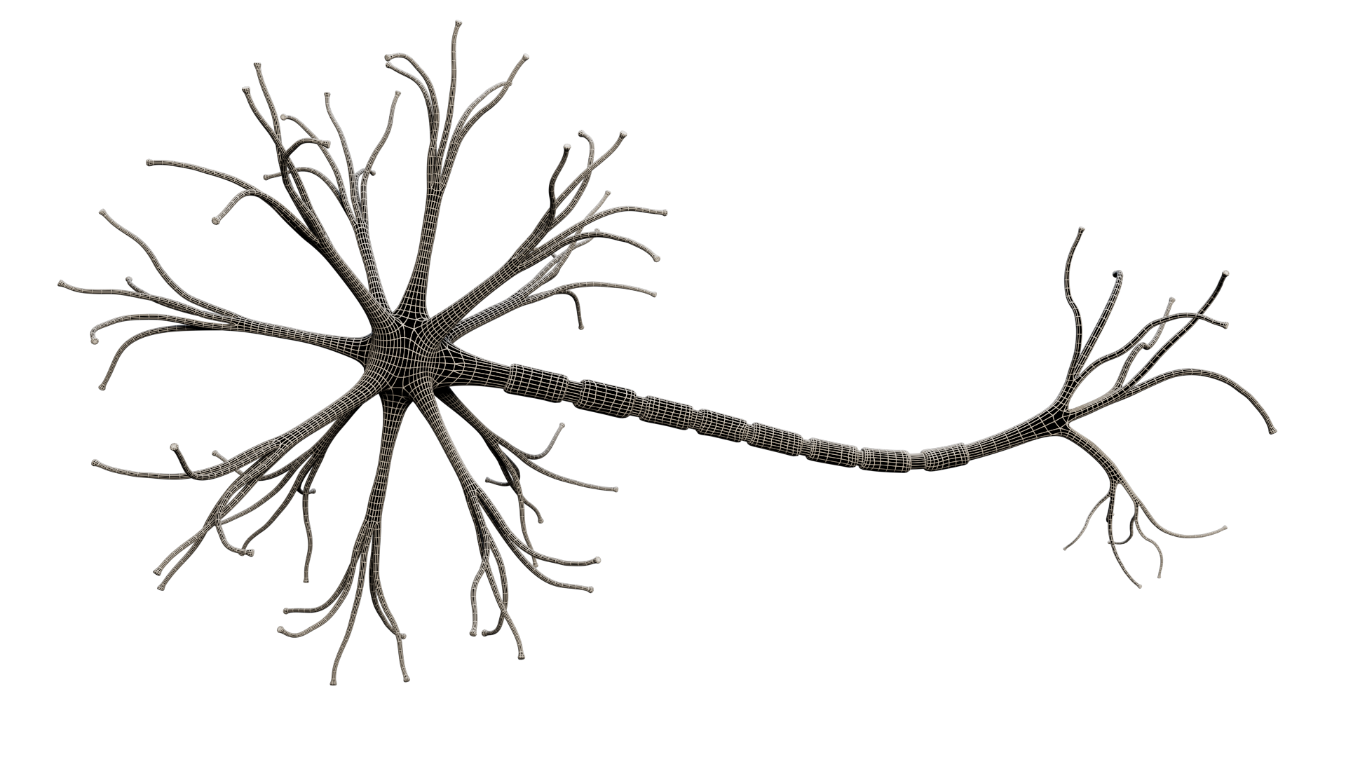 Neuron 3d Model By Madi7779 3docean