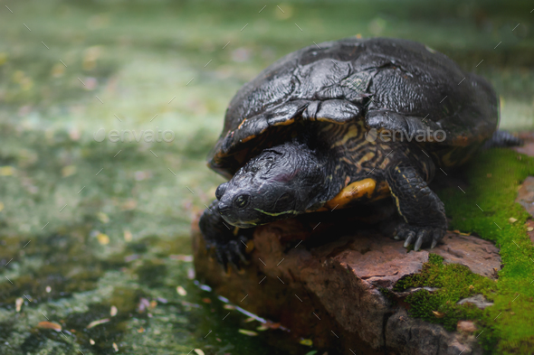 Scorpion Mud Turtle (Kinosternon scorpioides) Stock Photo by diegograndi