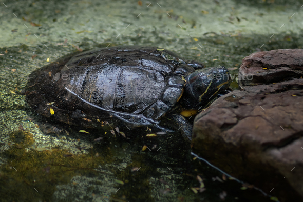 Scorpion Mud Turtle (Kinosternon scorpioides) Stock Photo by diegograndi