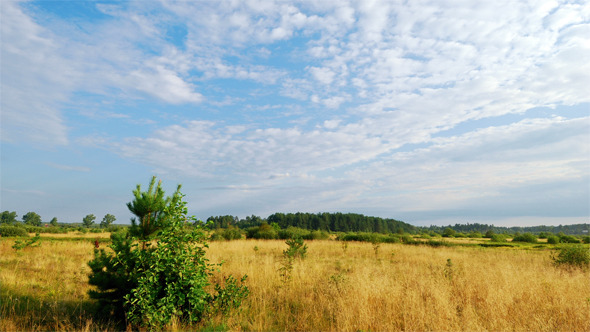 Summer Landscape 
