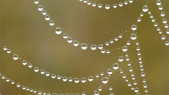 Dew Water Droplets On Spider Web Close Up