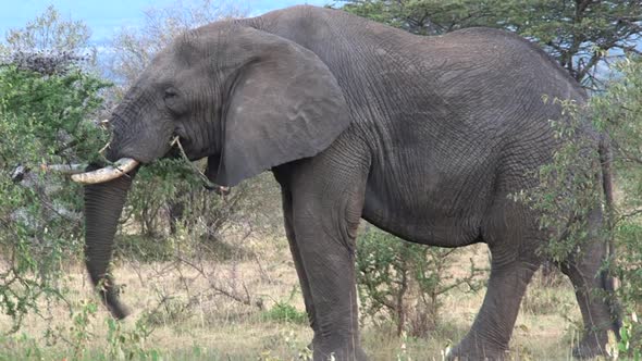 African Elephant Eating Leaves from A Treetop alt
