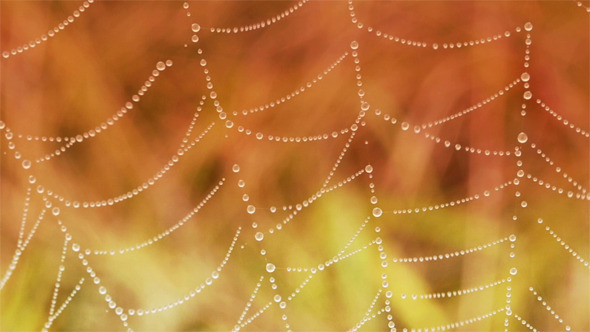 Close-Up Of  Dew Water Droplets On Spider Web