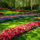 Keukenhof Gardens in Spring - PhotoDune Item for Sale