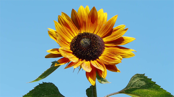 Orange Sunflower 