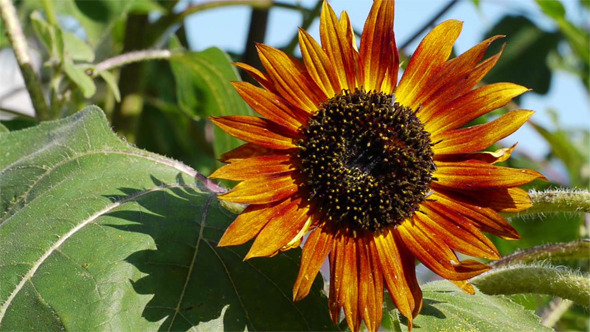Orange Sunflower 2