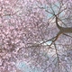 Sakura Garden - VideoHive Item for Sale