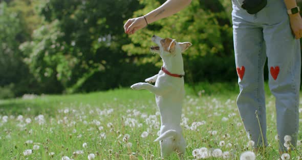 Training with the Dog in the Park Jack Russel Terrier Stands on Its Hind Legs and Spins 120 Fps
