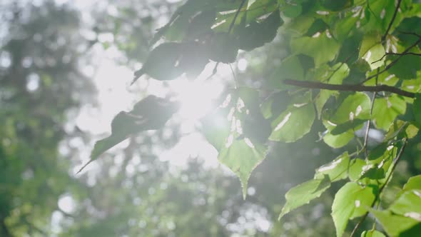 the Bright Summer Sun Shines Through the Green Leaves in the Forest