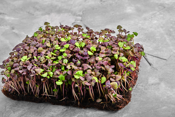 Microgreen purple basil. Ecological packaging food delivery