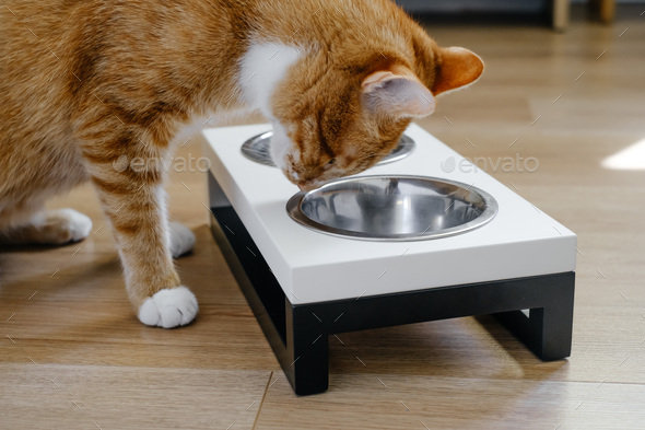 Ginger cat is eating from the bowl, complete and balanced diet