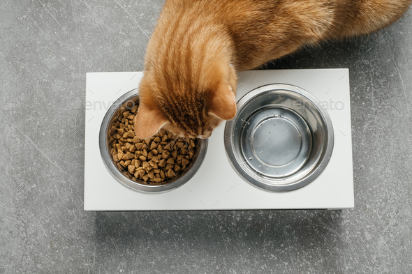 Ginger cat is eating from the bowl, complete and balanced diet