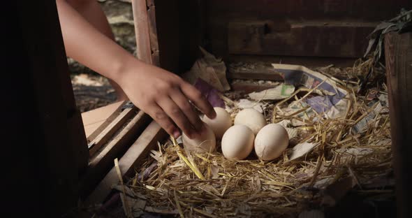 Boy removing eggs from coop