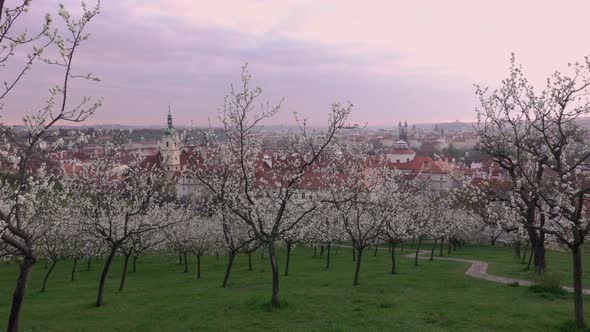 Beautiful Spring View of Prague After Sunrise From Blossoming Petrin Hill, Czech Republic