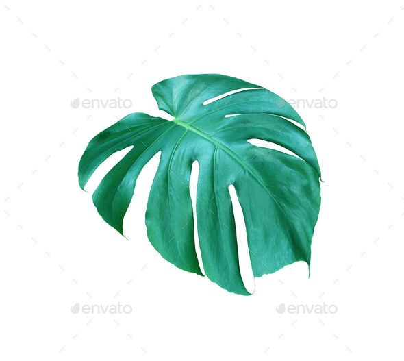 tropical jungle monstera leaves , Swiss Cheese leaf tree isolated on white background