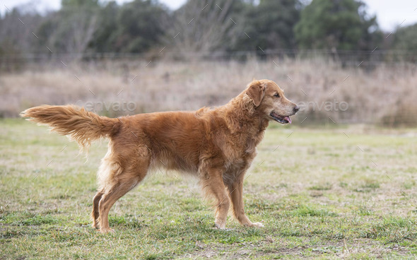 obedience training with a golden retriever