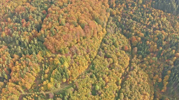 Aerial Top View Over Alpine Forest Durring Sunset in Autumn