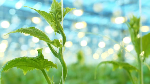 Cucumbers Growing in Modern Greenhouse Farm