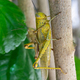 Mating Locusts - PhotoDune Item for Sale