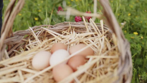 Fresh Chicken Eggs in the Basket alt