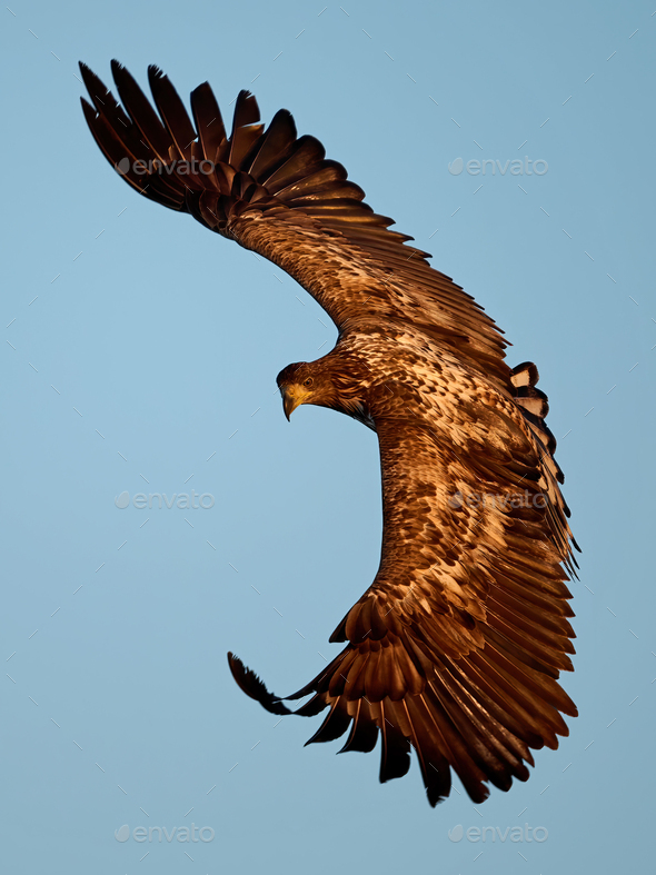 White-tailed eagle (haliaeetus albicilla) - Stock Photo - Images